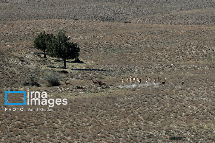 محیط‌بان