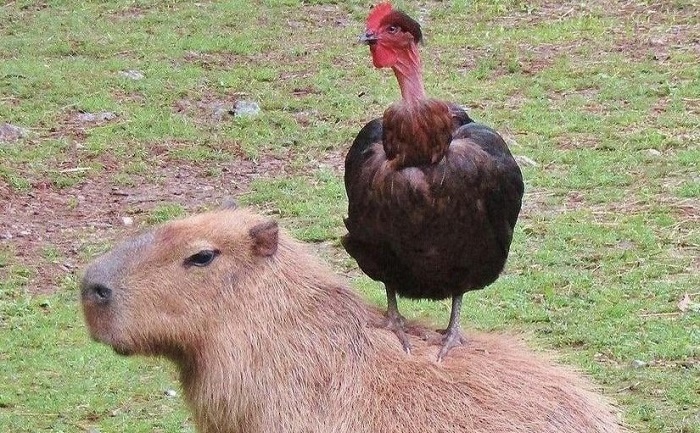 دوست‌داشتنی‌ترین حیوان روی زمین را بشناسید +عکس