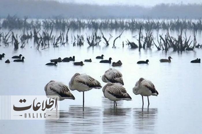 ویدئوی هشداردهنده پرویز پرستویی: تا نابودی اینجا راه زیادی نمانده!