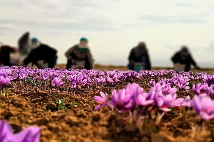 ویدئوی هوایی بی‌نظیر از لحظات برداشت زعفران